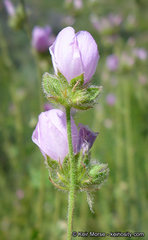 Malacothamnus densiflorus