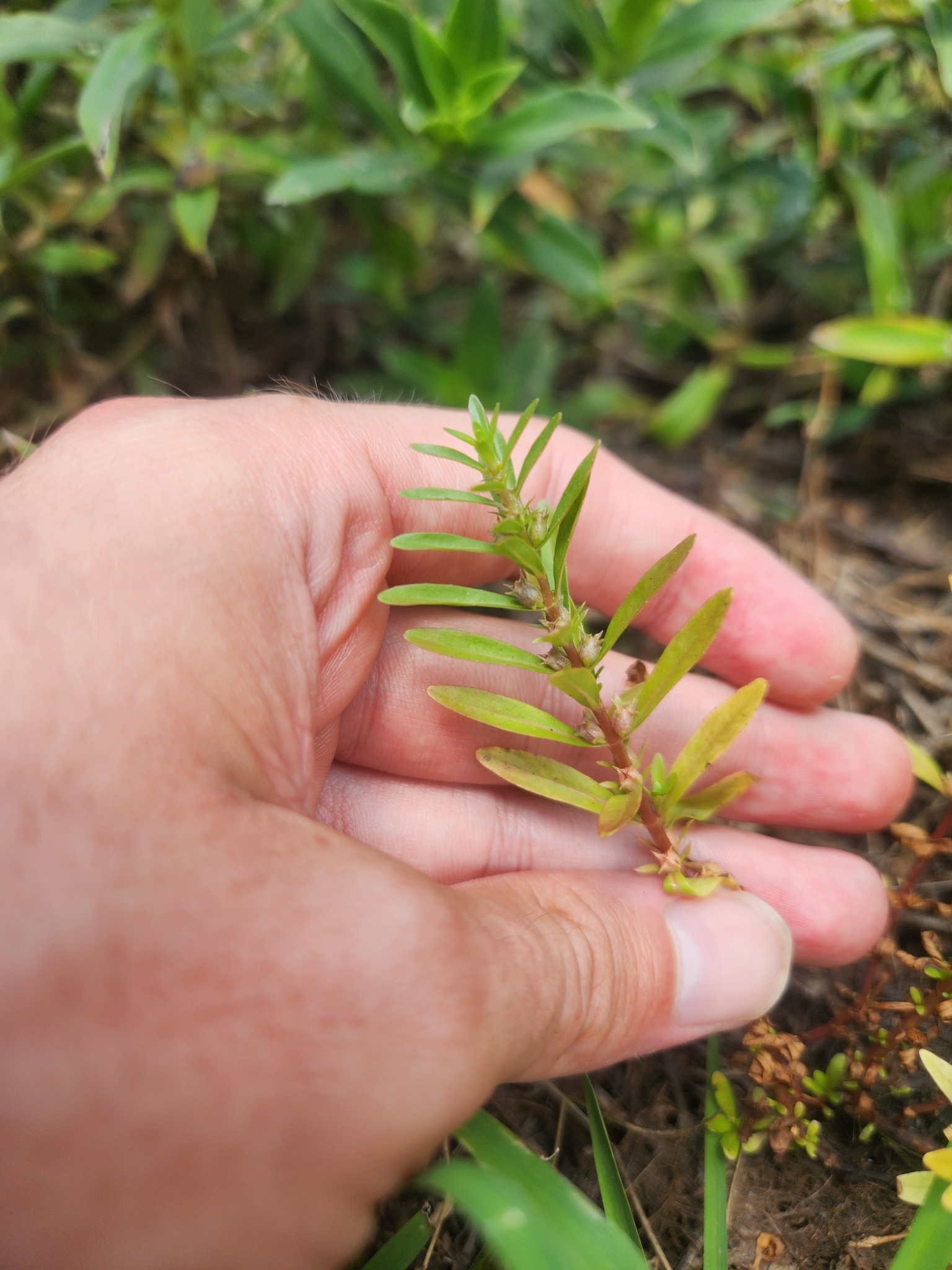 Rotala ramosior