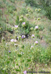 Malacothamnus densiflorus
