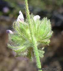 Malacothamnus densiflorus