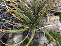 Hechtia texensis