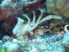 Canthigaster coronata