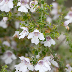 Prostanthera arapilensis