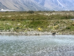 Himantopus novaezelandiae