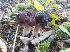 Gyromitra esculenta