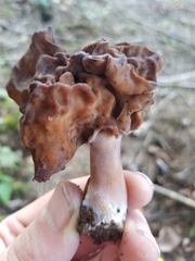 Gyromitra esculenta