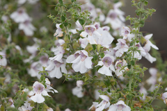 Prostanthera arapilensis