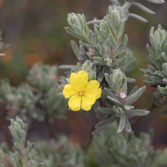 Hibbertia crinita