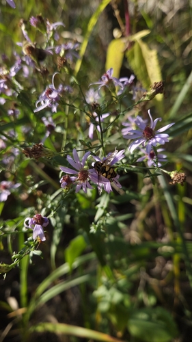 Unknown species found near St. Joseph Township, MN, USA