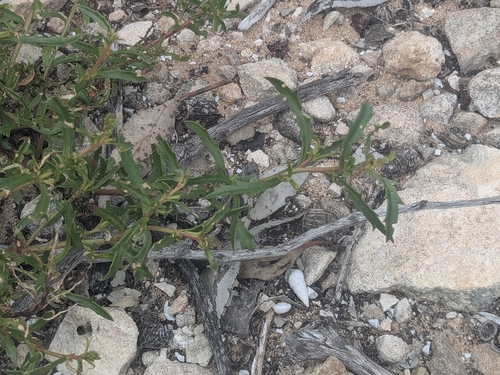 Haloragis acutangula observed 2025-09-23