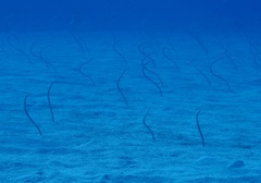 Gorgasia hawaiiensis