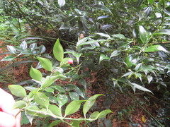 Sarcococca ruscifolia
