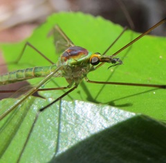 Leptotarsus viridis