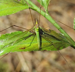 Leptotarsus viridis