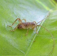 Hemideina crassidens