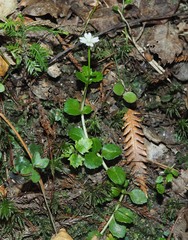 Epilobium pedunculare