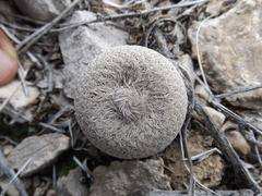 Epithelantha bokei