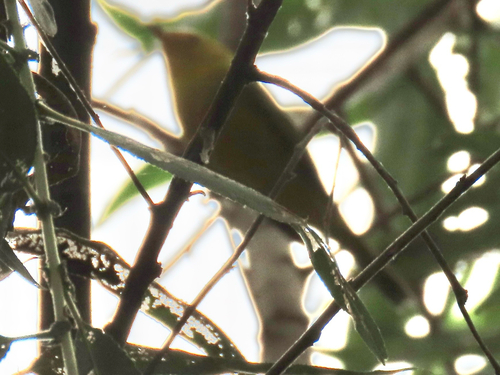 iNaturalist observation photo of Orange-crowned Warbler