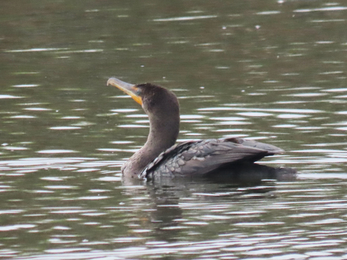 iNaturalist observation photo of Double-crested Cormorant