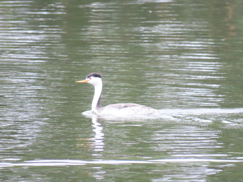 iNaturalist observation photo of Clark's Grebe