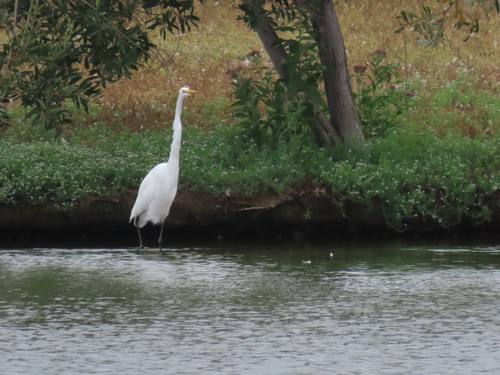 iNaturalist observation photo of Great Egret