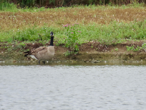 iNaturalist observation photo of Canada Goose