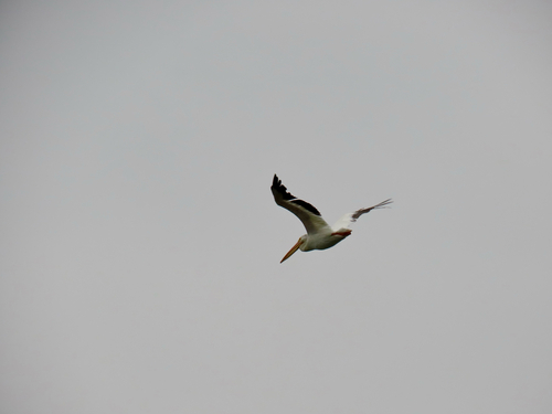 iNaturalist observation photo of American White Pelican