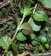 Epilobium pedunculare