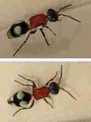 Eotrogaspidia auroguttata