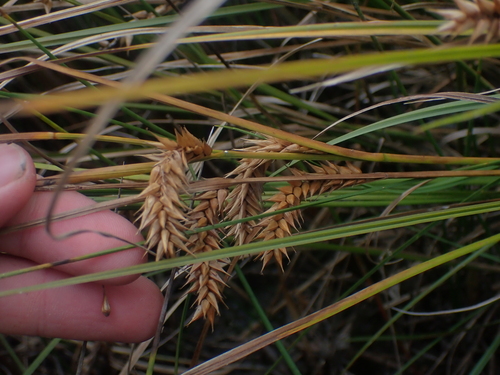 western inflated sedge (Carex exsiccata)
