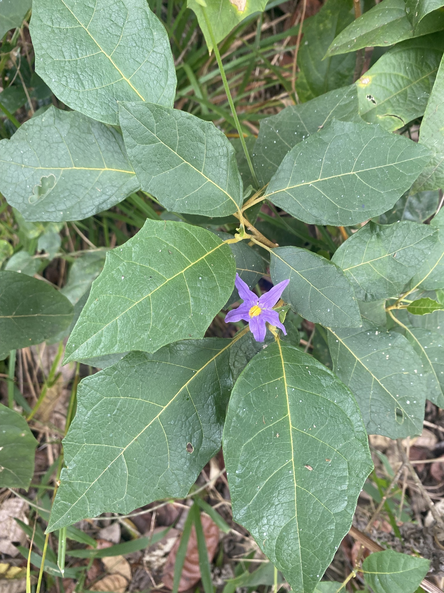 Solanum paludosum