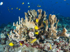 Pocillopora grandis
