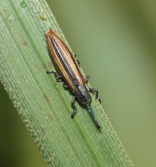 Eurispa vittata