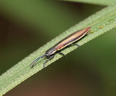 Eurispa vittata