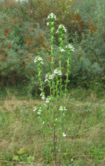 Euphrasia pectinata