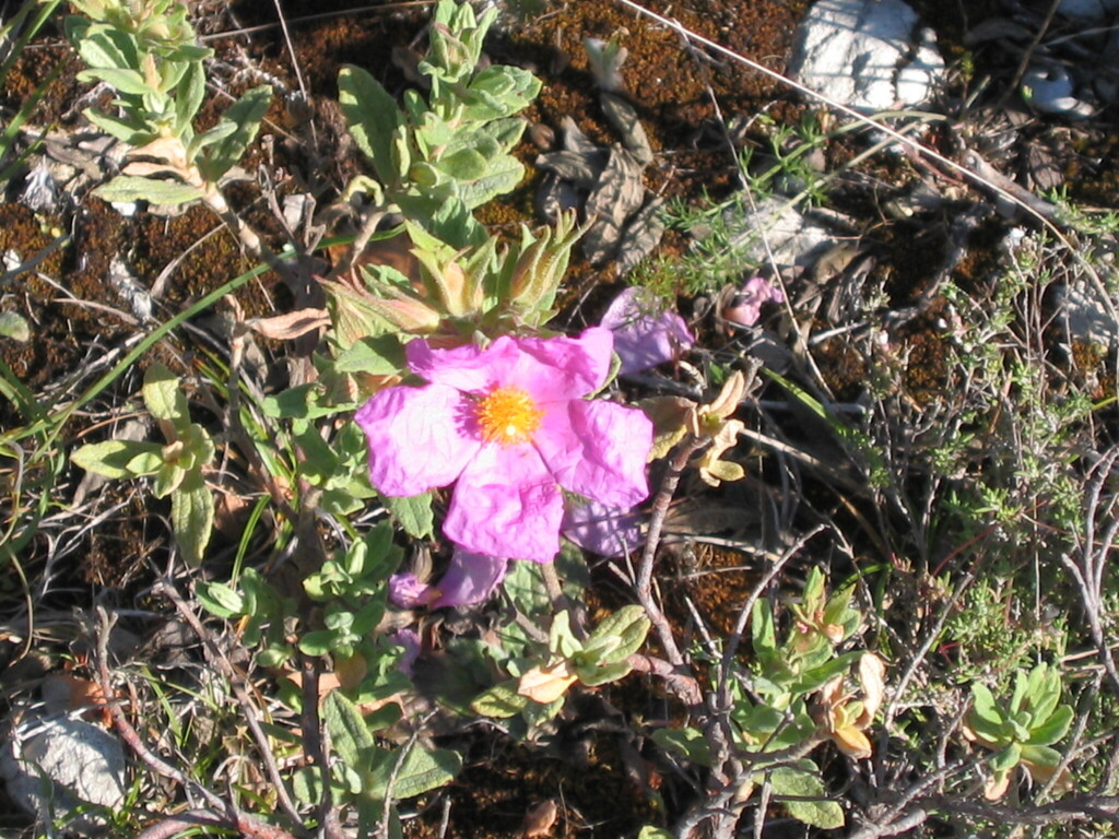 Cistus albidus, Condeixa-a-Nova, 3150, Portugal