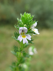 Euphrasia pectinata
