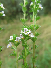 Euphrasia pectinata