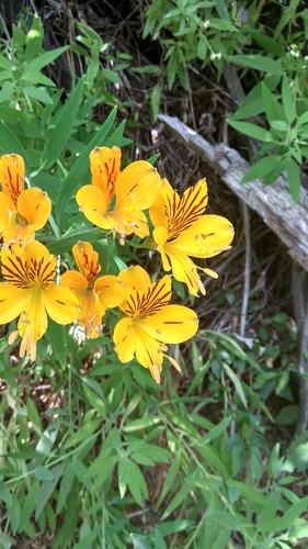 Alstroemeria aurea