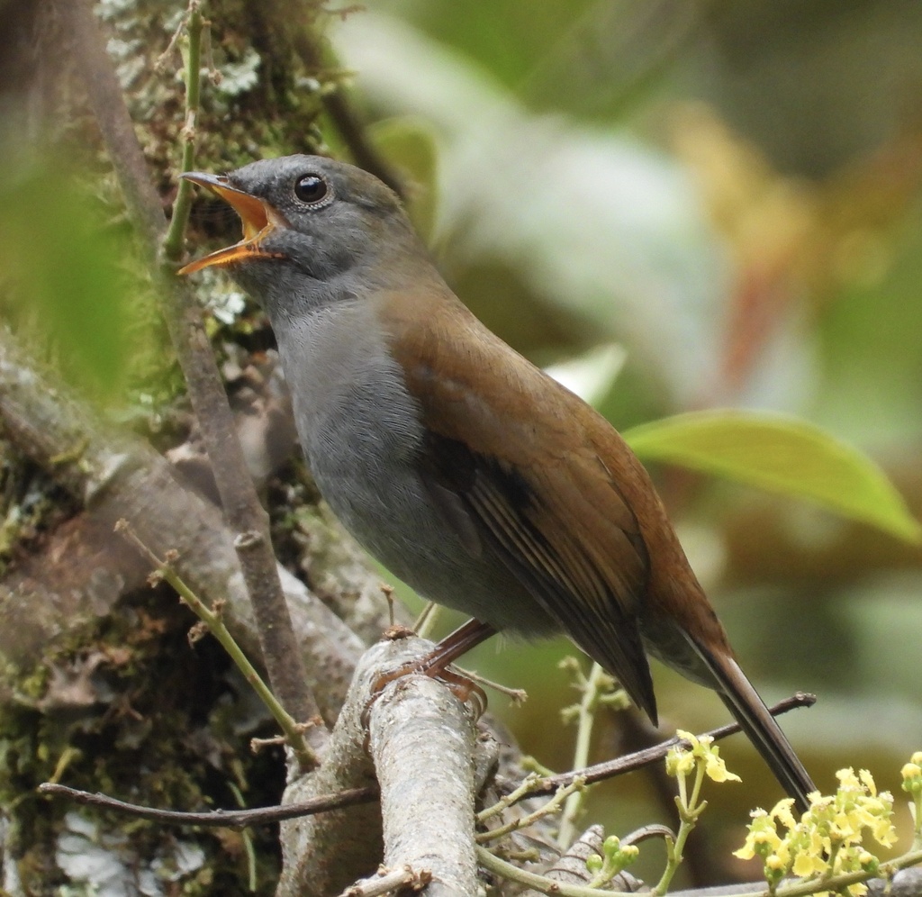 Andean Solitaire