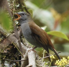 Andean Solitaire photo 1