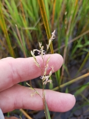 Leersia