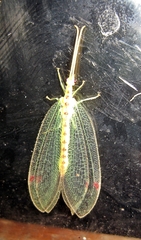 Norfolius howensis