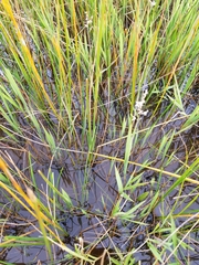 Leersia