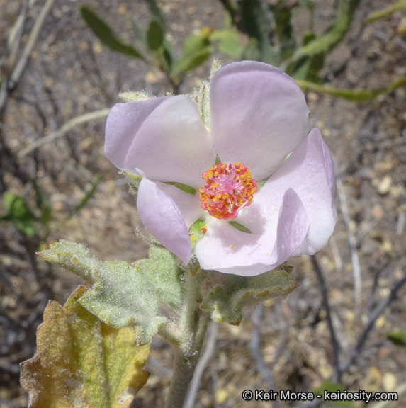 Malacothamnus marrubioides