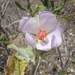 Santa Clarita Bushmallow - Photo (c) Keir Morse, some rights reserved (CC BY-NC-ND), uploaded by Keir Morse