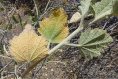 Malacothamnus marrubioides