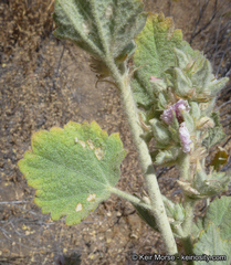 Malacothamnus marrubioides