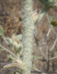 Malacothamnus marrubioides