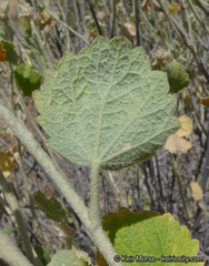 Malacothamnus marrubioides